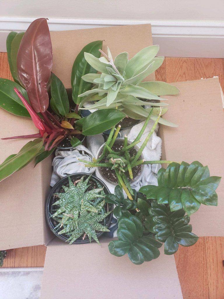 Boxed plants