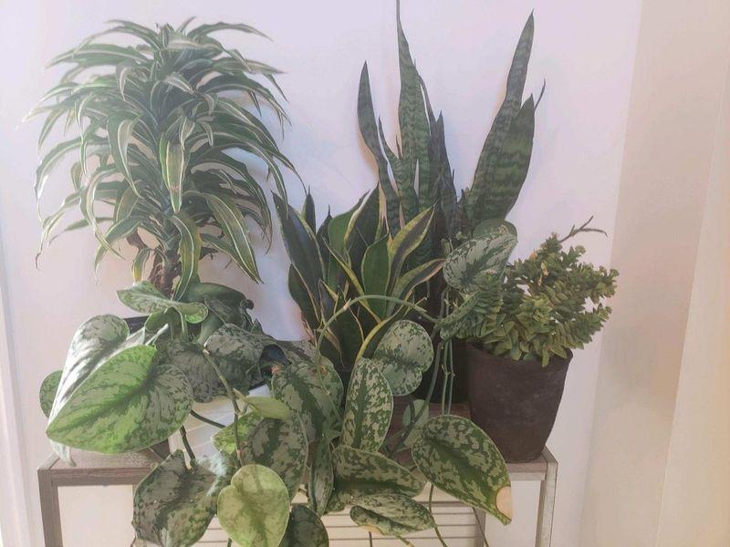 More plants